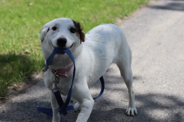 Pies do adopcji, Dłużyna Górna, 7 czerwca 2024 (3/4)