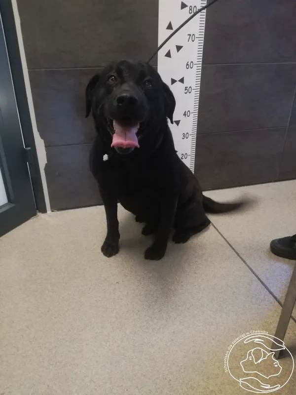 Pies do adopcji, Chełmek, 18 maja 2024