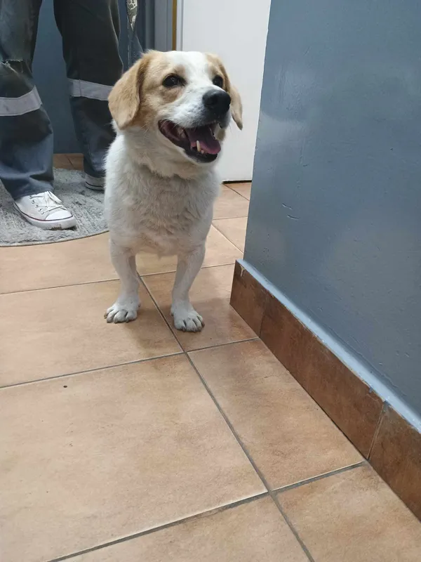 Znaleziono psa, Sosnowiec, 6 czerwca 2024