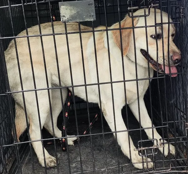 Znaleziono psa, Radom, 5 czerwca 2024