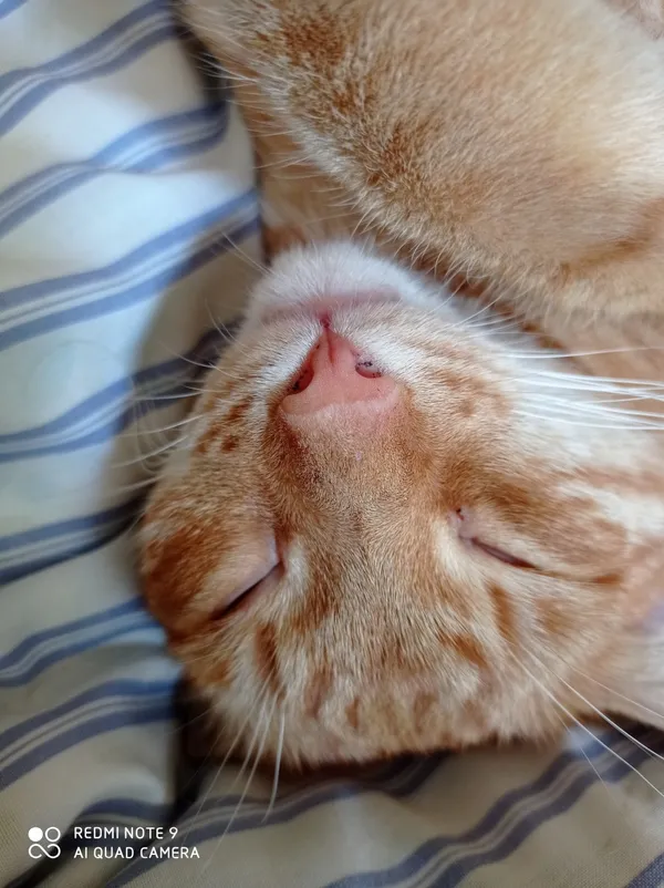 Zaginął kot, Łódź, 5 czerwca 2024