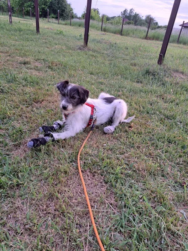 Zaginął pies, Solec, 8 czerwca 2024 (2/3)