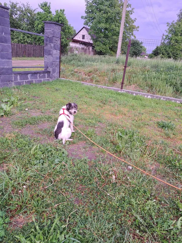 Zaginął pies, Solec, 8 czerwca 2024 (3/3)