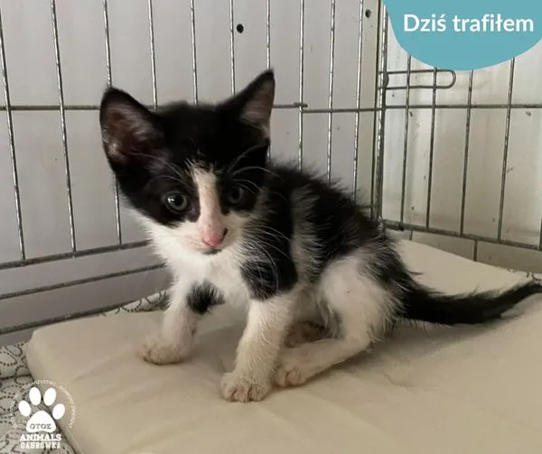 Znaleziono kota, Dąbrówka, 8 czerwca 2024 (1/2)