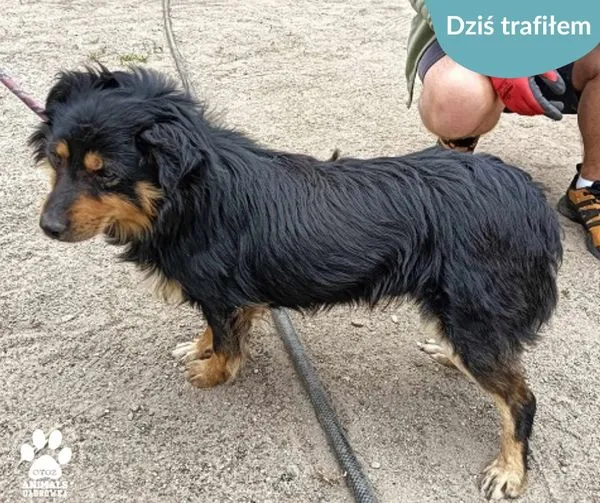 Znaleziono psa, Dąbrówka, 7 czerwca 2024 (1/2)