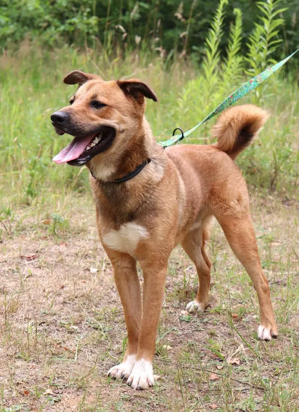 Znaleziono psa, Łódź, 7 czerwca 2024 (5/5)