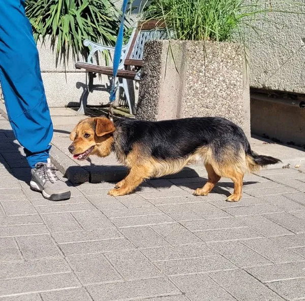 Znaleziono psa, Łódź, 6 czerwca 2024 (3/5)