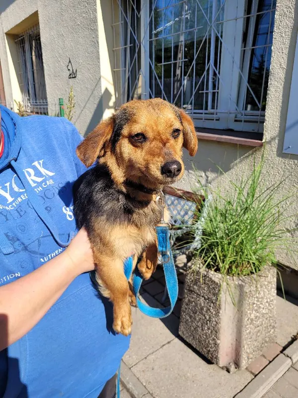 Znaleziono psa, Łódź, 6 czerwca 2024 (4/5)