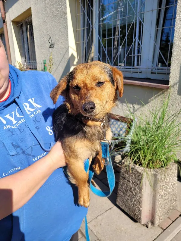 Znaleziono psa, Łódź, 6 czerwca 2024 (5/5)