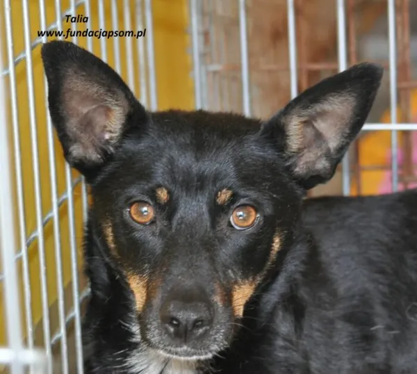 Pies do adopcji, Nowy Dwór Mazowiecki, 8 czerwca 2024 (1/2)