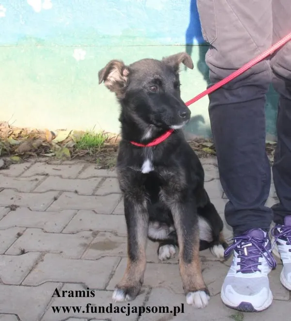 Pies do adopcji, Nowy Dwór Mazowiecki, 19 listopada 2025 (3/5)