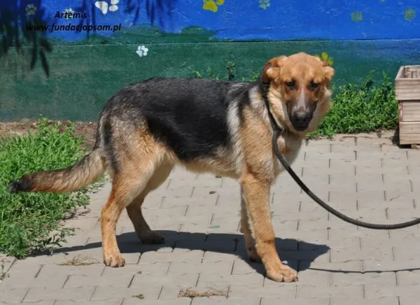 Pies do adopcji, Nowy Dwór Mazowiecki, 8 czerwca 2024 (2/4)