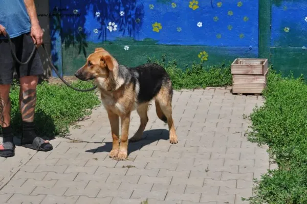 Pies do adopcji, Nowy Dwór Mazowiecki, 8 czerwca 2024 (4/4)