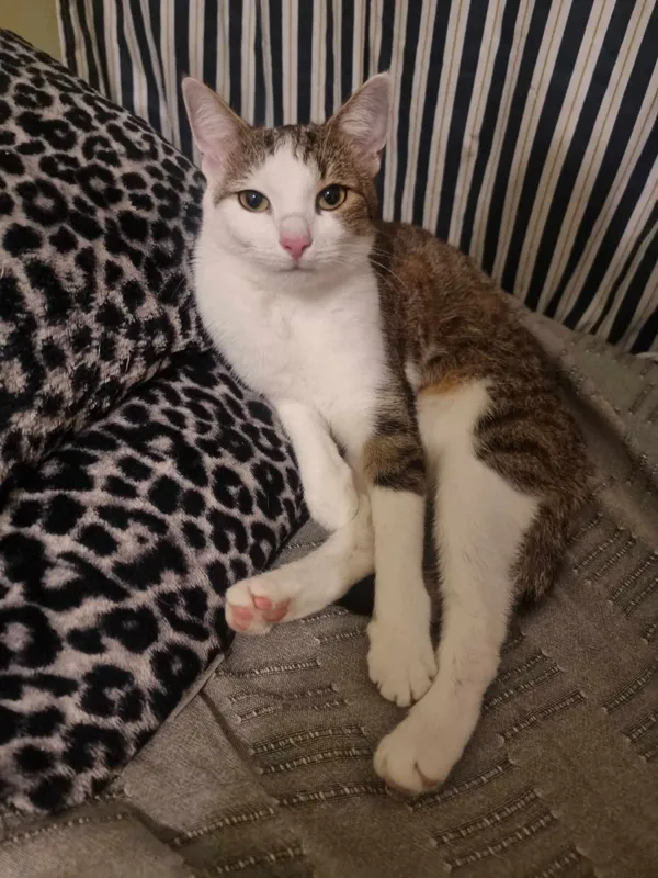 Zaginął kot, Łódź, 9 czerwca 2024