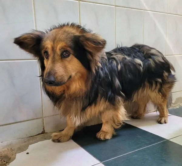 Znaleziono psa, Łódź, 6 czerwca 2024 (1/2)