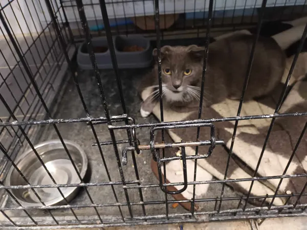 Znaleziono kota, Sosnowiec, 8 czerwca 2024