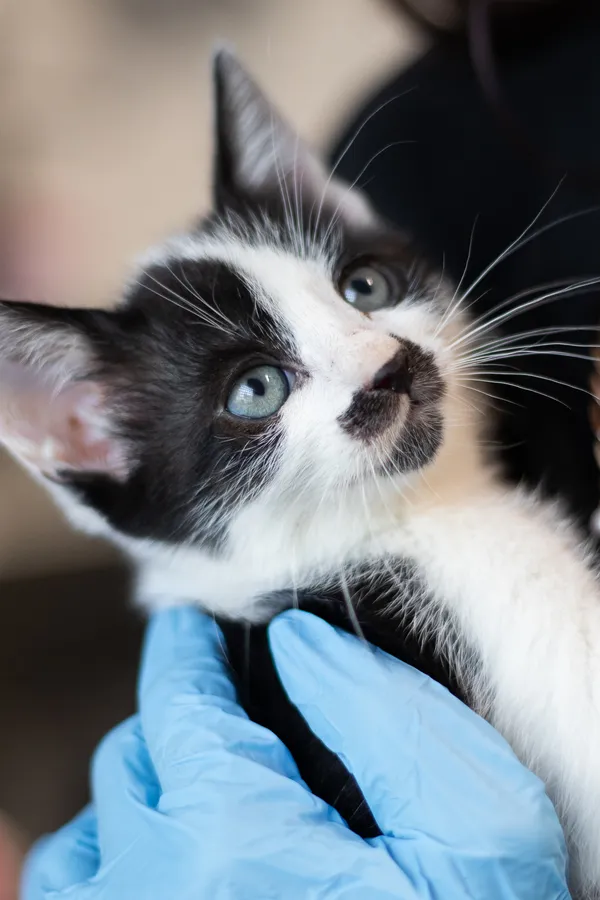 Znaleziono kota, Sosnowiec, 17 maja 2024 (2/2)