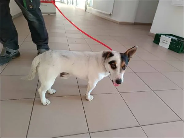 Znaleziono psa, Grudziądz, 9 czerwca 2024