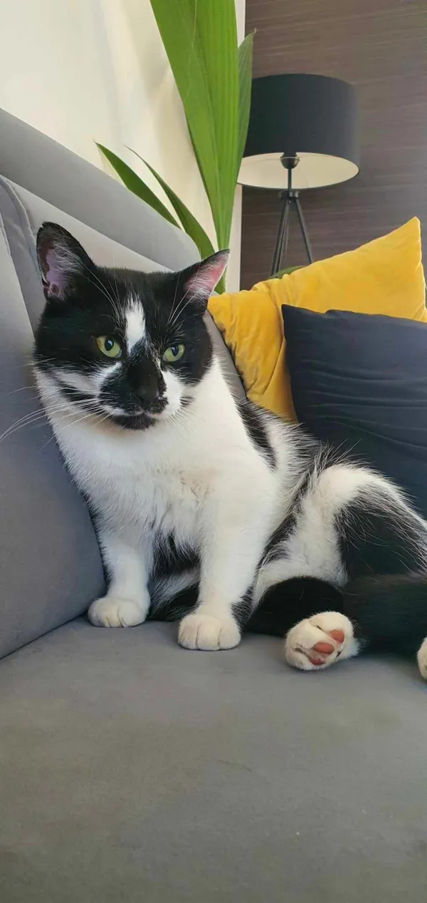 Zaginął kot, Białystok, Skorupy, 10 czerwca 2024 (1/2)