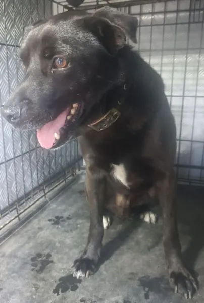 Znaleziono psa, Radom, 8 czerwca 2024