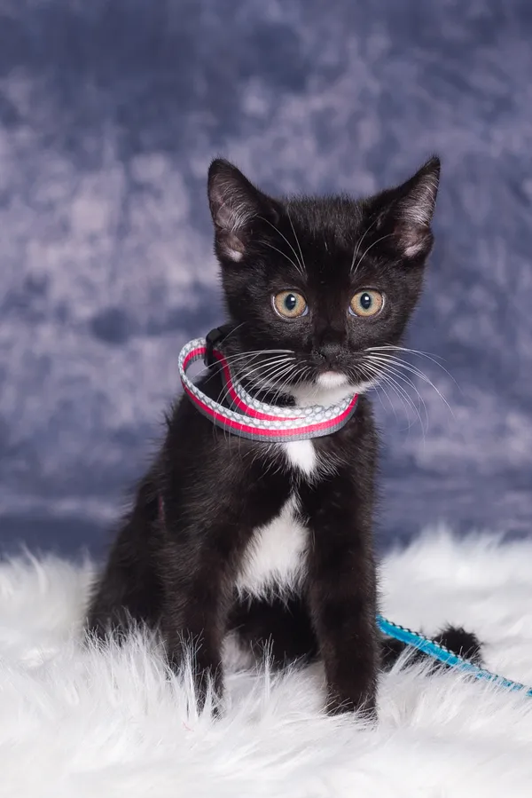 Kot do adopcji, Gdańsk, 10 czerwca 2024