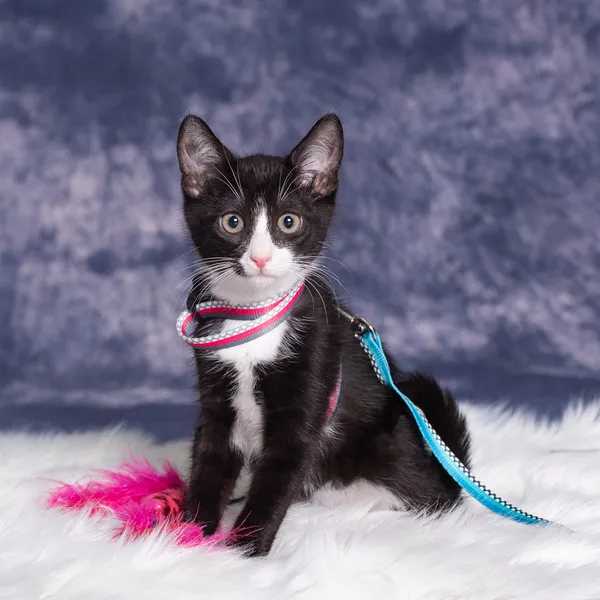 Kot do adopcji, Gdańsk, 10 czerwca 2024