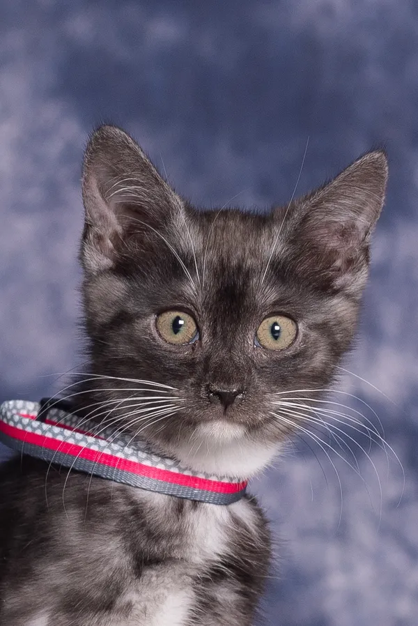 Kot do adopcji, Gdańsk, 10 czerwca 2024