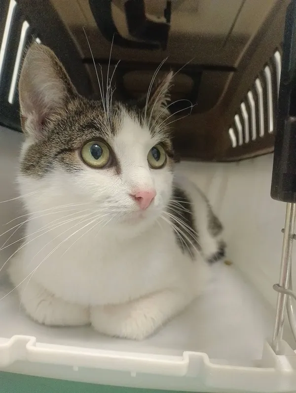 Znaleziono kota, Gdańsk, 10 czerwca 2024