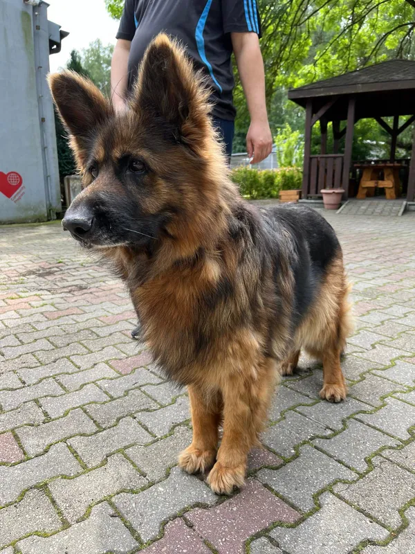 Pies do adopcji, Włocławek, 9 czerwca 2024 (1/2)