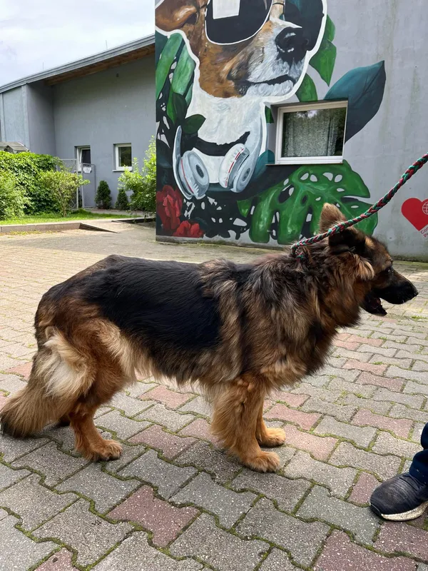 Pies do adopcji, Włocławek, 9 czerwca 2024 (2/2)