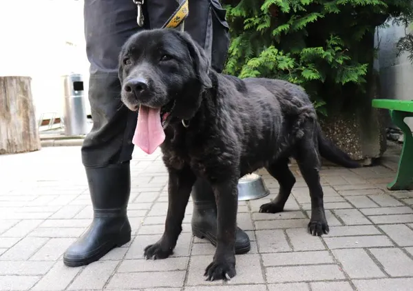 Znaleziono psa, Łódź, 9 czerwca 2024 (2/3)