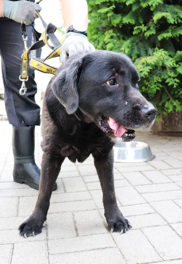 Znaleziono psa, Łódź, 9 czerwca 2024 (3/3)