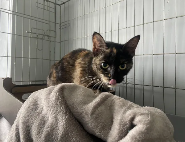 Znaleziono kota, Świdnica, 9 czerwca 2024