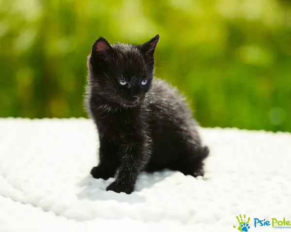 Kot do adopcji, Racławice, 8 maja 2024 (4/5)