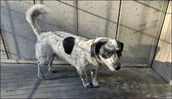 Znaleziono psa, Grudziądz, 10 czerwca 2024