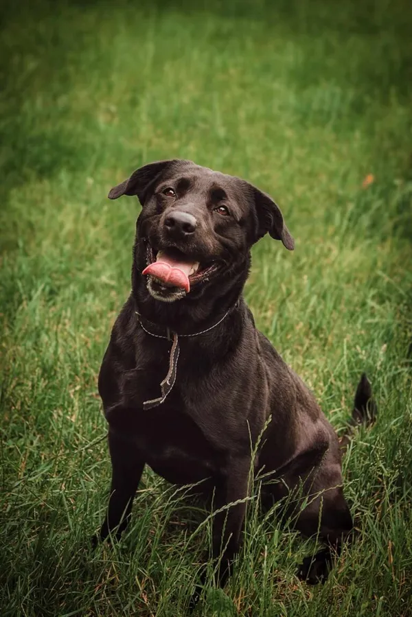 Pies do adopcji, Jelenia Góra, 12 kwietnia 2024 (1/5)