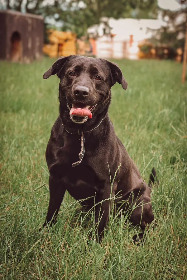 Pies do adopcji, Jelenia Góra, 12 kwietnia 2024 (2/5)