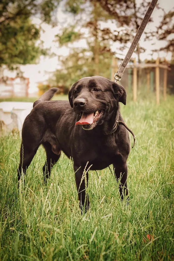 Pies do adopcji, Jelenia Góra, 12 kwietnia 2024 (4/5)