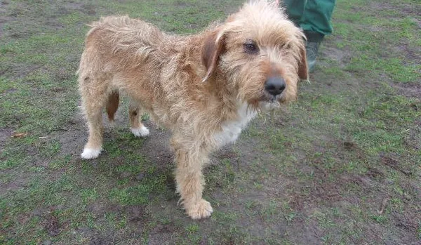 Pies do adopcji, Brodnica, 15 marca 2024