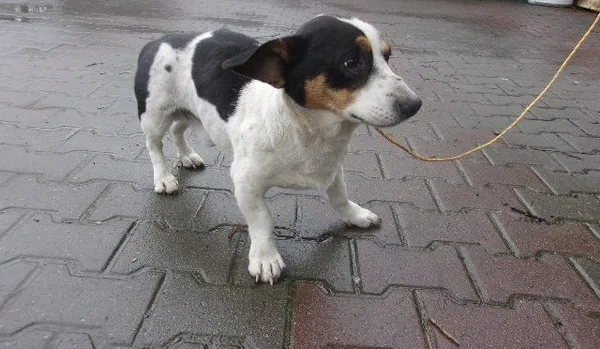 Pies do adopcji, Brodnica, 15 marca 2024