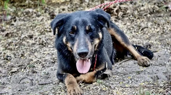 Pies do adopcji, Brodnica, 18 listopada 2022