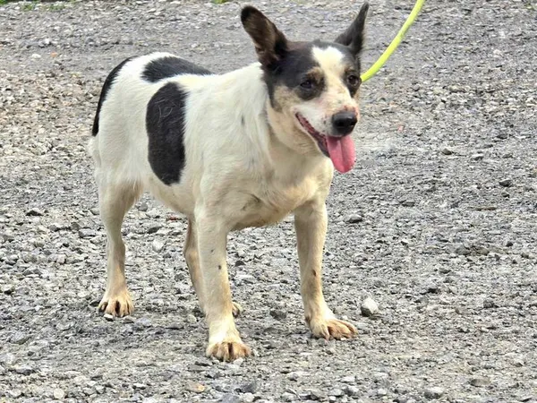 Pies do adopcji, Ropczyce, 10 czerwca 2024