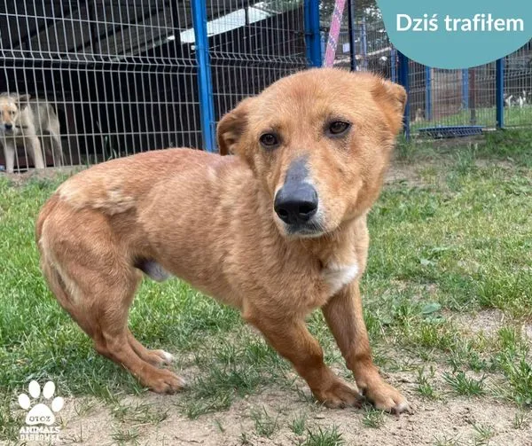 Znaleziono psa, Dąbrówka, 9 czerwca 2024 (1/2)