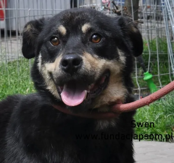 Pies do adopcji, Nowy Dwór Mazowiecki, 10 czerwca 2024 (1/5)