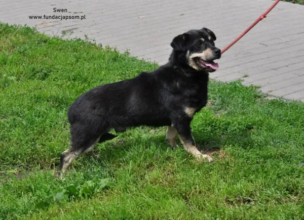 Pies do adopcji, Nowy Dwór Mazowiecki, 10 czerwca 2024 (2/5)