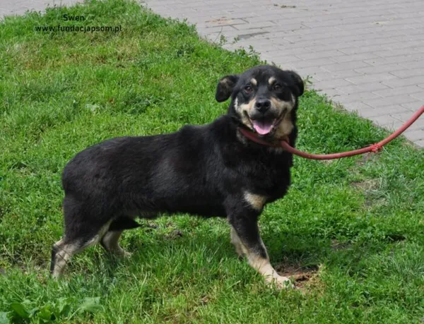 Pies do adopcji, Nowy Dwór Mazowiecki, 10 czerwca 2024 (3/5)