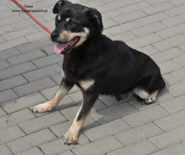 Pies do adopcji, Nowy Dwór Mazowiecki, 10 czerwca 2024 (5/5)