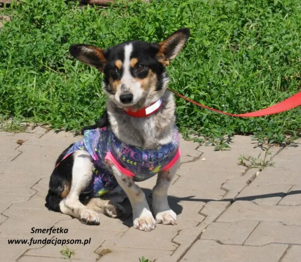 Pies do adopcji, Nowy Dwór Mazowiecki, 9 czerwca 2024 (2/4)