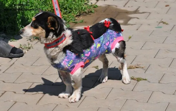 Pies do adopcji, Nowy Dwór Mazowiecki, 9 czerwca 2024 (4/4)