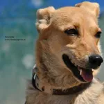 Pies do adopcji
